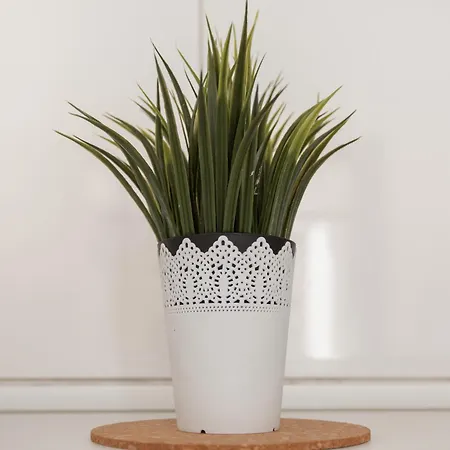 Olas * マスパロマス